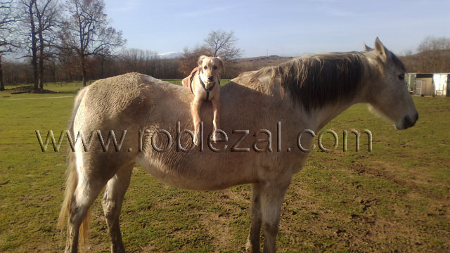 residencia canina las merindades